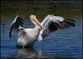_0SB3566 american white pelican